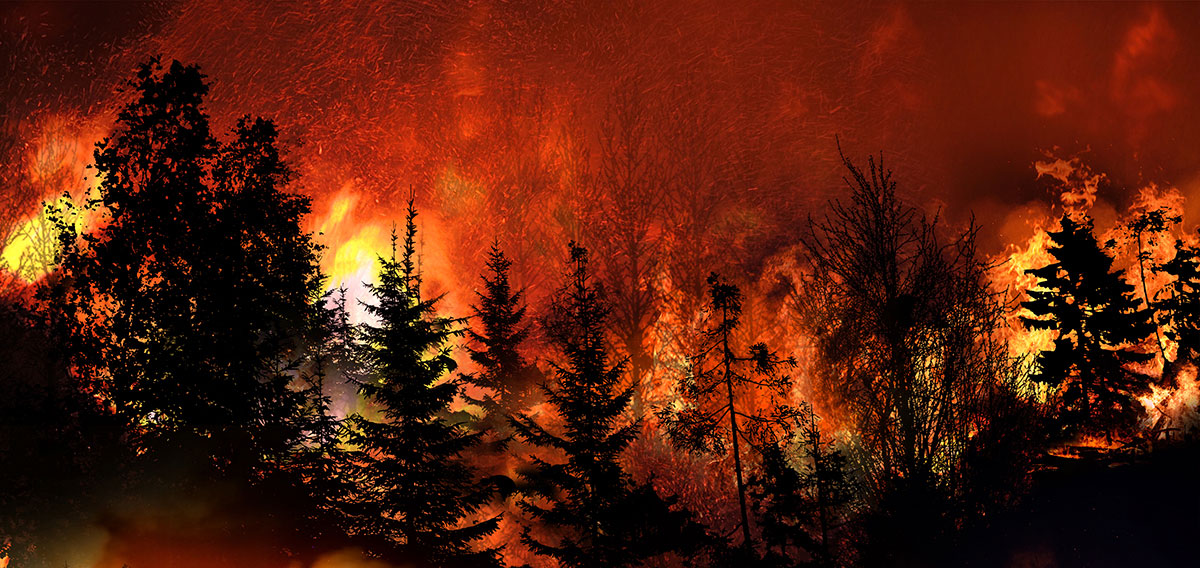 Forest Fire Forest Fire